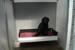 inside a boarding kennel